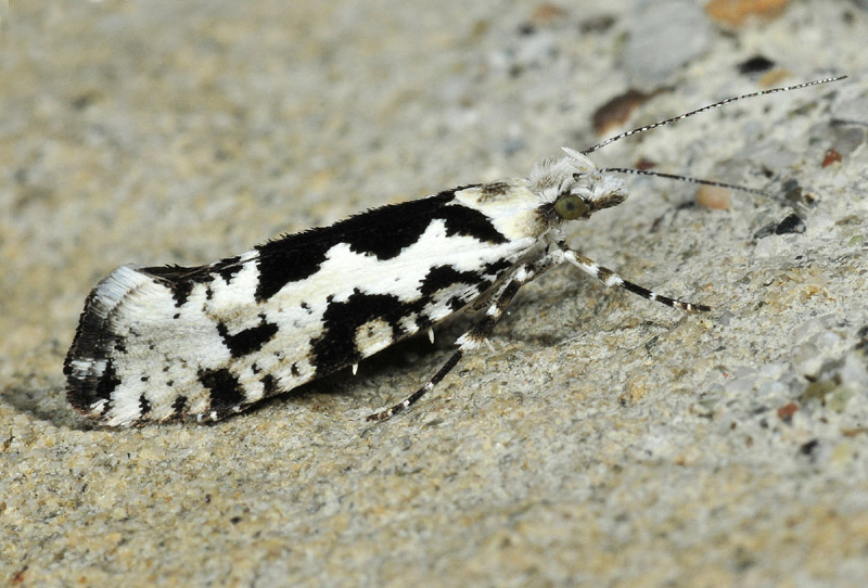 1 Ypsolophidae - Ypsolopha sequella